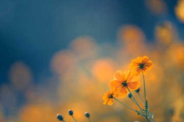 小学六知六会一做具体内容